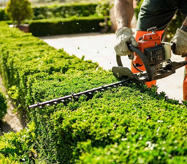 Haus- und Gartenkonzept. Heckenschere im Einsatz. Strauchschnittarbeiten.